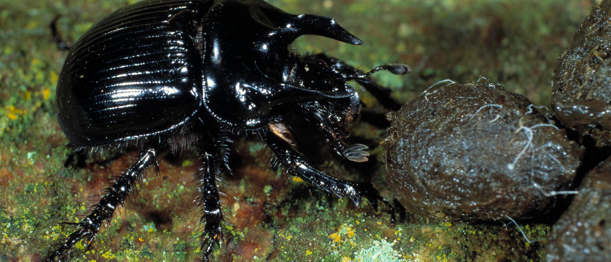Ein glänzend schwarzer Stierkäfer arbeitet an Kotkügelchen auf einem mit Flechten überzogenen Untergrund