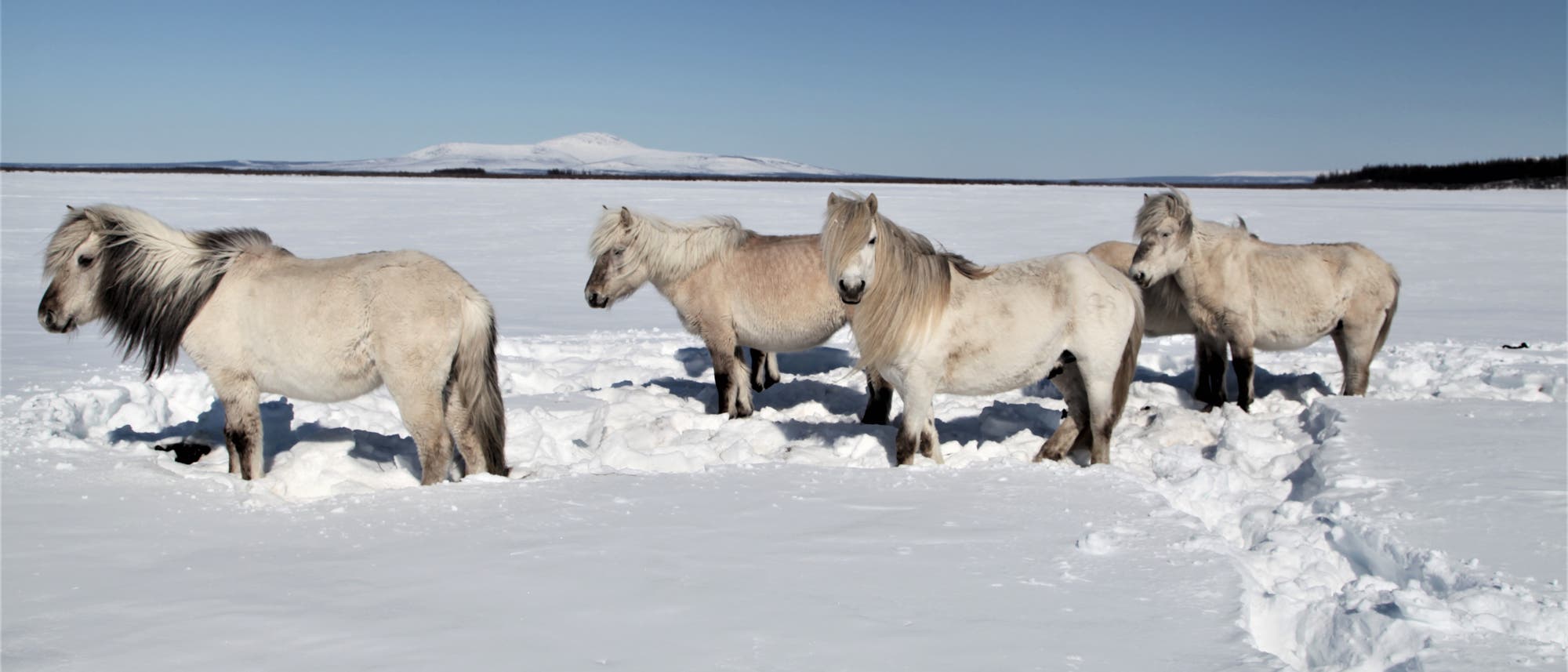 Können Wildpferde dem Tauen des Permafrosts Einhalt gebieten?