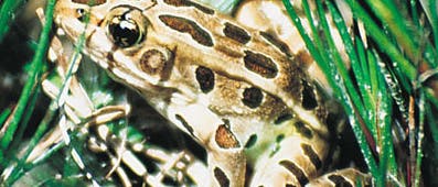 Bedrohter Leopardfrosch
