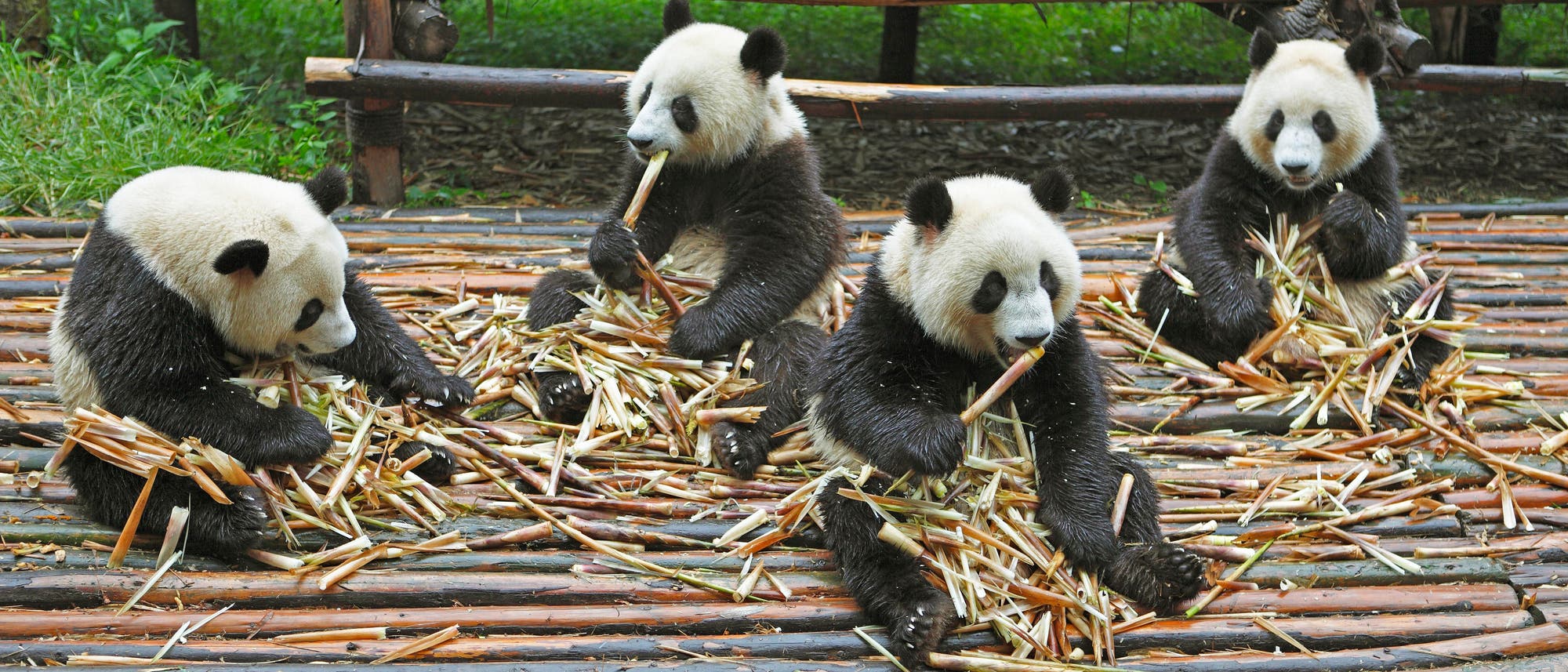 Pandabären oder Große Pandas fressen Bambussprossen im chinesischen Chengdu Research Base of Giant Panda Breeding.