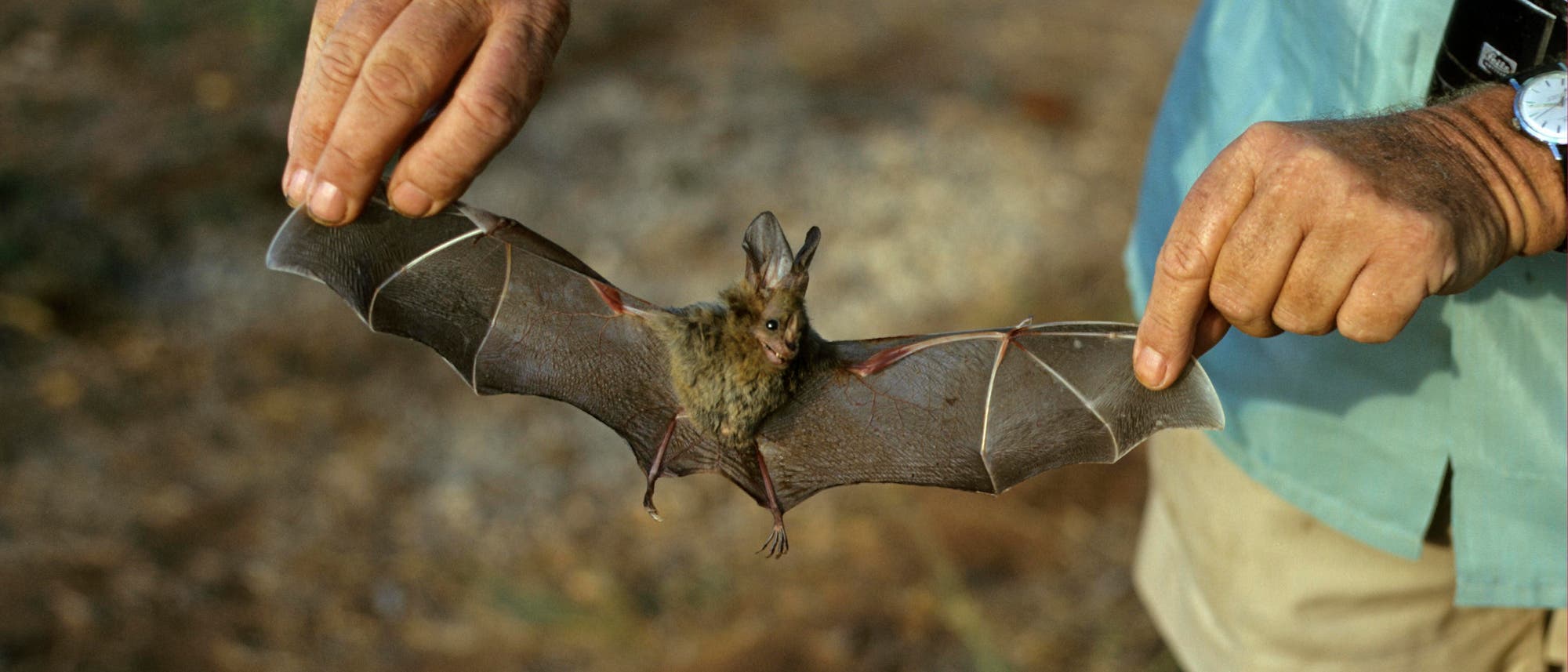 Eine Person h&auml;lt eine Fledermaus mit ausgebreiteten Fl&uuml;geln. Die Fledermaus wird vorsichtig an den Fl&uuml;gelspitzen gehalten, um ihre Spannweite zu zeigen. Im Hintergrund ist unscharf der Boden zu sehen. Die Person tr&auml;gt ein hellblaues Hemd und eine beige Hose.