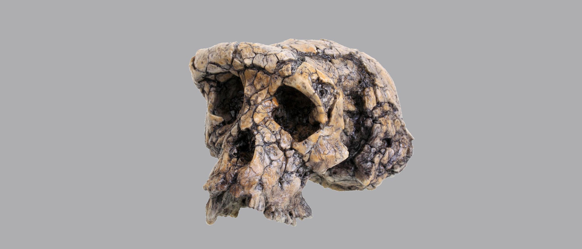 Ein fossiler Sch&auml;del eines fr&uuml;hen Hominiden, der detailliert die Struktur und Textur des Knochens zeigt. Der Sch&auml;del ist br&auml;unlich mit dunklen Verf&auml;rbungen und Rissen, die auf das Alter und die fossile Erhaltung hinweisen. Die Augenh&ouml;hlen sind tief und prominent, und der Kiefer ist teilweise erhalten. Der Hintergrund ist grau was den Fokus auf den Sch&auml;del lenkt.
