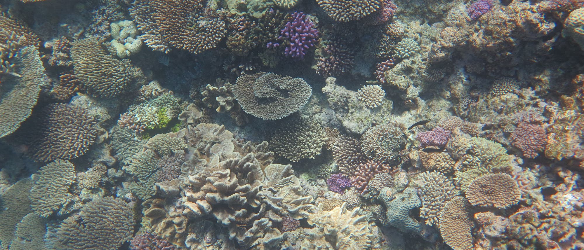 Korallen