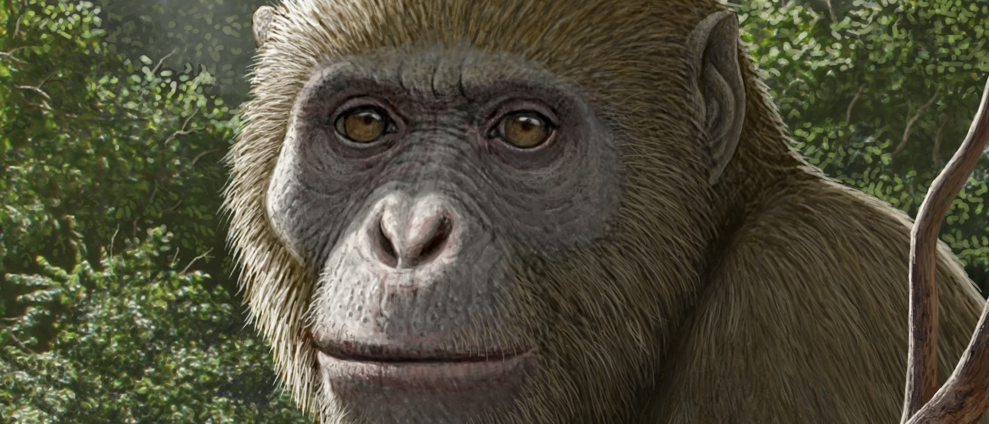 10_Masripithecus-moghraensis_top.jpg