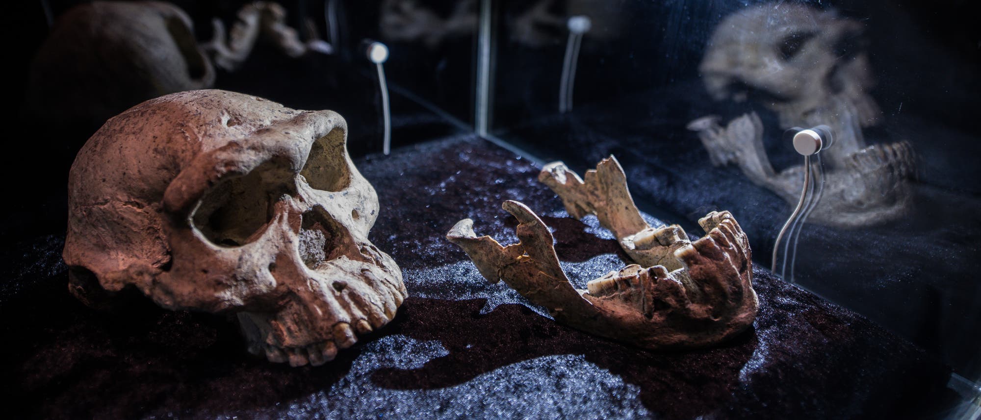 Frühe H.-erectus-Fossilien aus Georgien