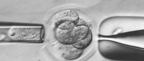 Embryonenforschung