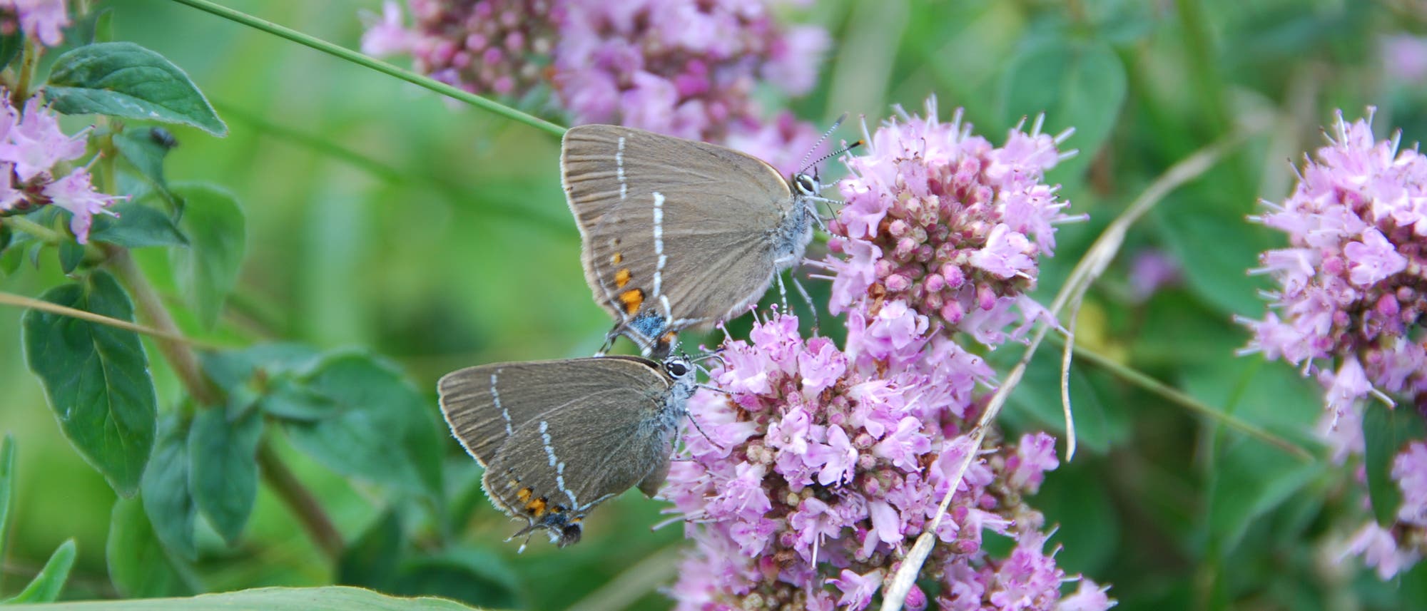 Spezialisierte Schmetterlinge sterben trotz Naturschutz aus 