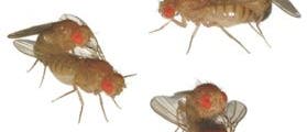 Drosophila-Sex