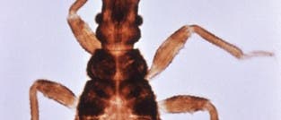 Die Raubwanze <i>Triatoma infestans</i> überträgt die Erreger der Chagas-Krankheit 