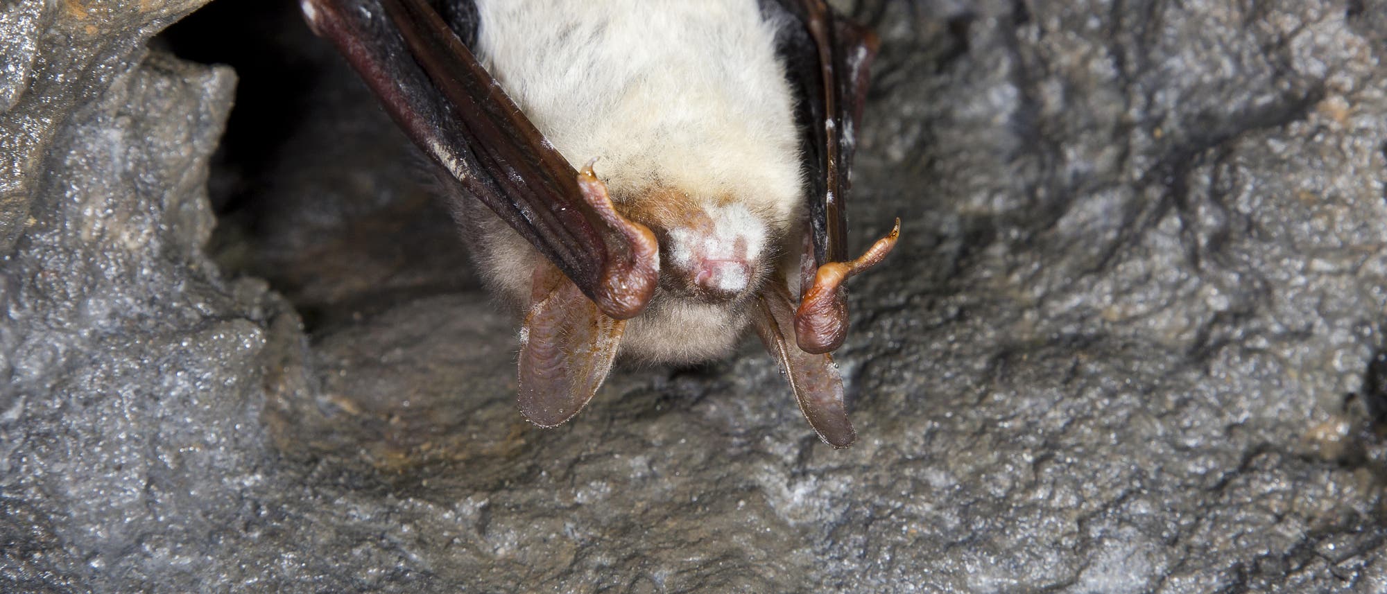 Eine Fledermaus h&auml;ngt kopf&uuml;ber in einer H&ouml;hle. Die Fl&uuml;gel sind eng an den K&ouml;rper gelegt, und das Tier ruht an der felsigen Oberfl&auml;che. Im Gesicht befinden sich wei&szlig;e Flecken, Zeichen einer Pilzinfektion.