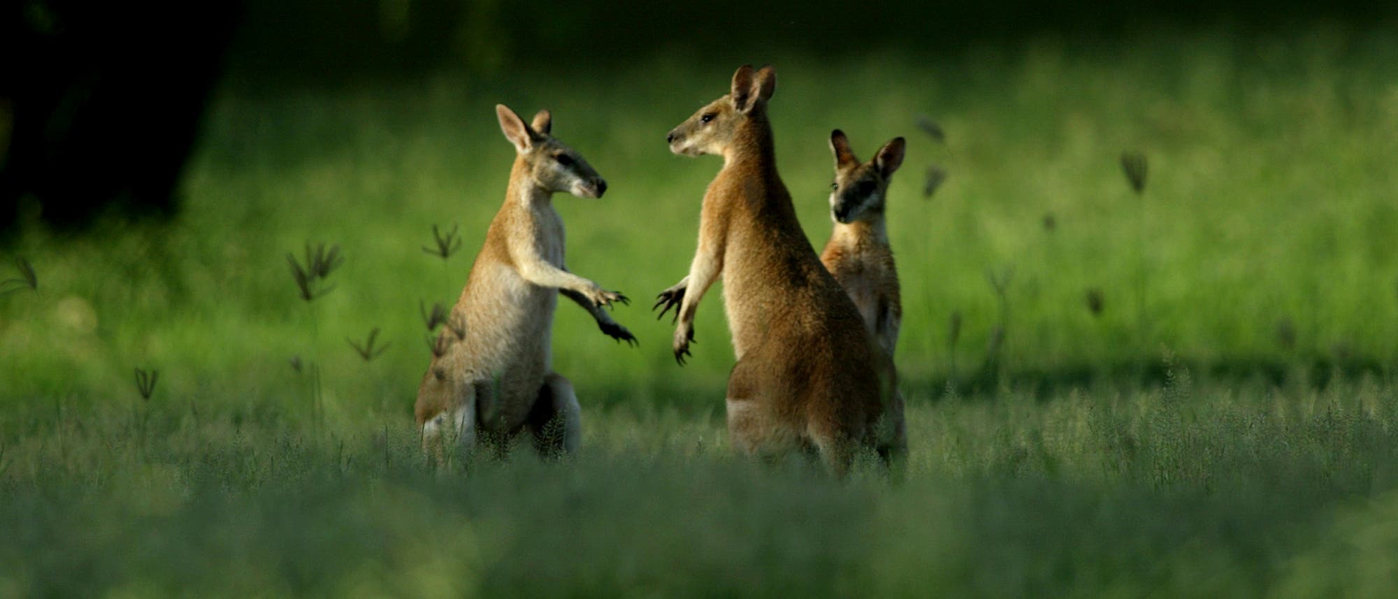 Drei Kängurus in der Region Kimberley in Westaustralien