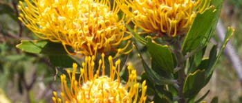 Nadelkissen-Protea