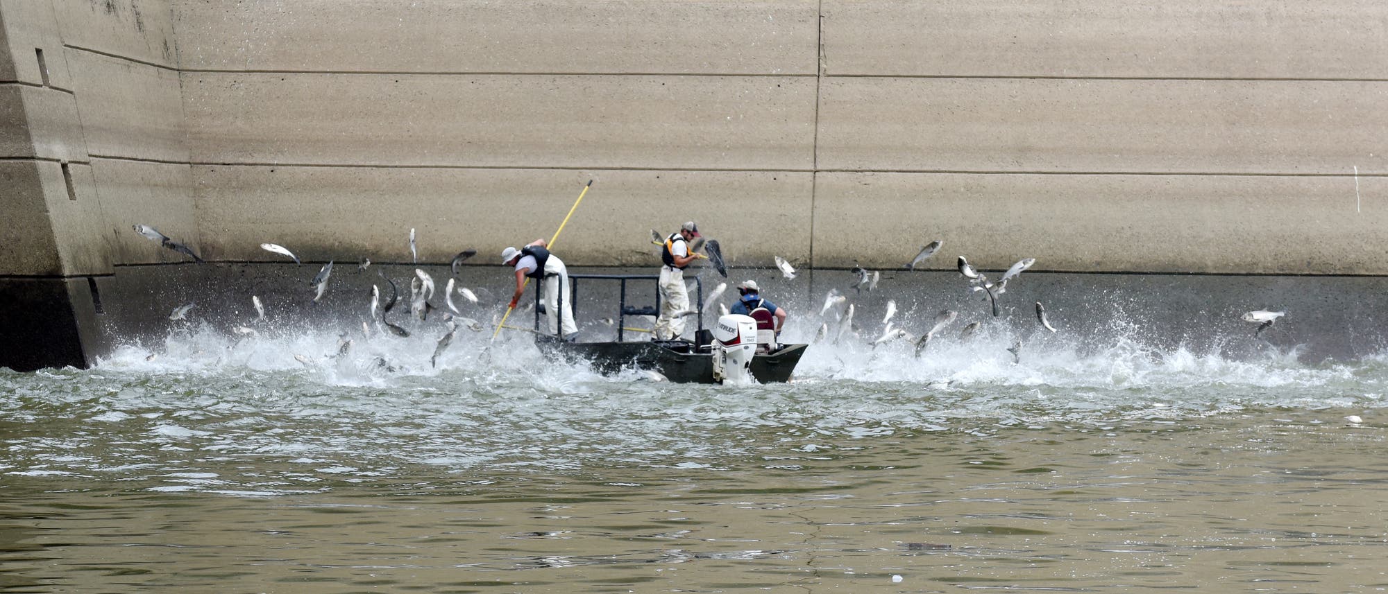 Abfischen von invasiven Karpfen