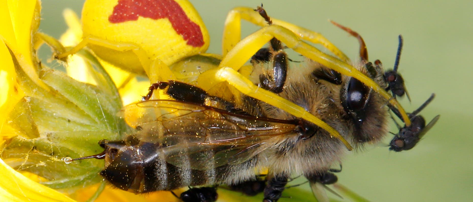 Biene in tödlicher Umklammerung