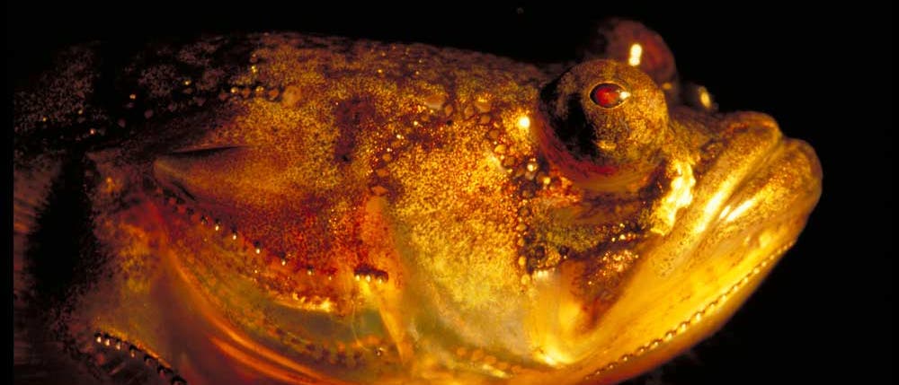 Der sinister beleuchtete Kopf eines Bootsmannfischs. Viel hübscher wird der aber auch bei Lichte nicht - die Gattung Porichthys heißt nicht umsonst auf Deutsch Froschfische