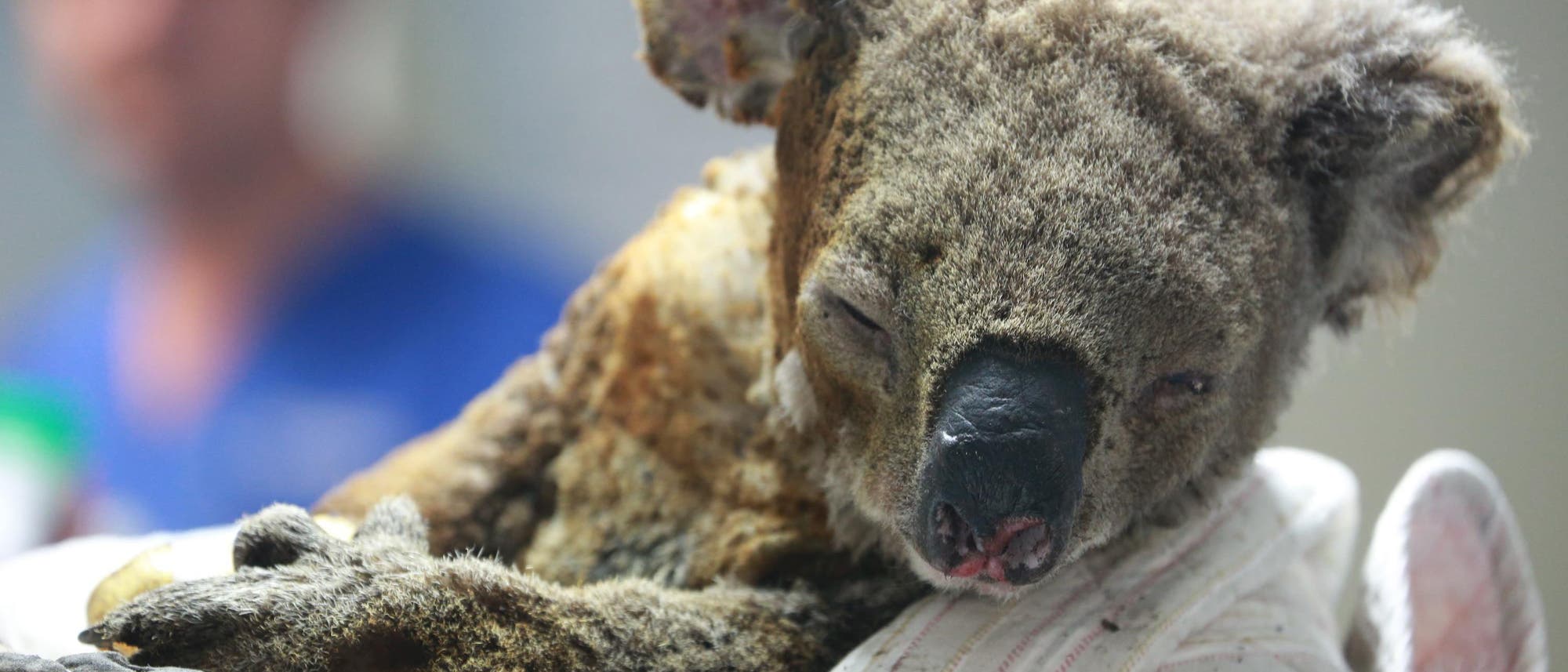 Verwundeter Koala im Port Macquarie Koala Hospital