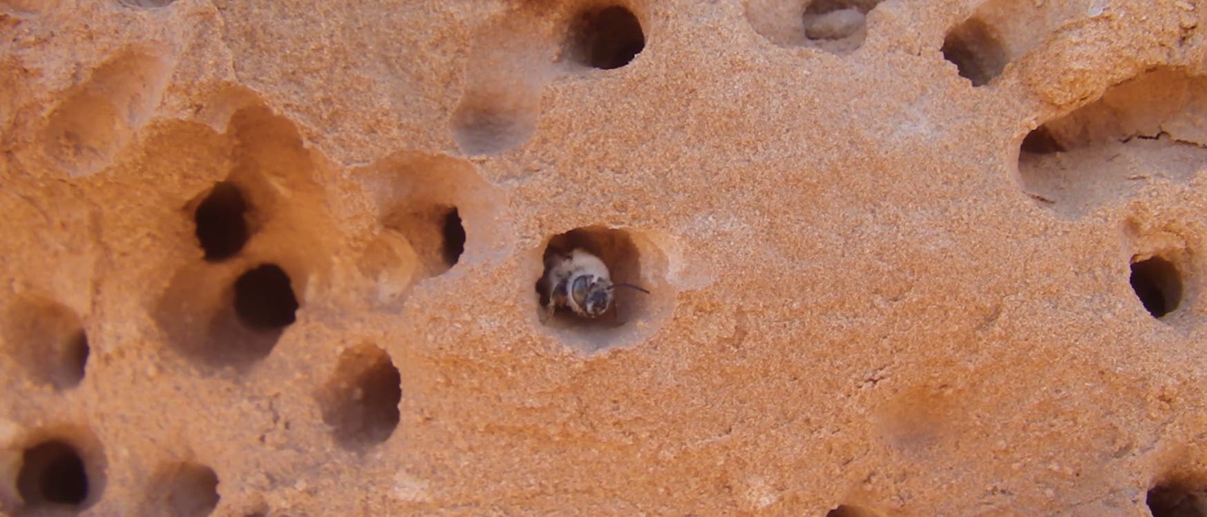 Biene guckt aus einer durchlöcherten Wand