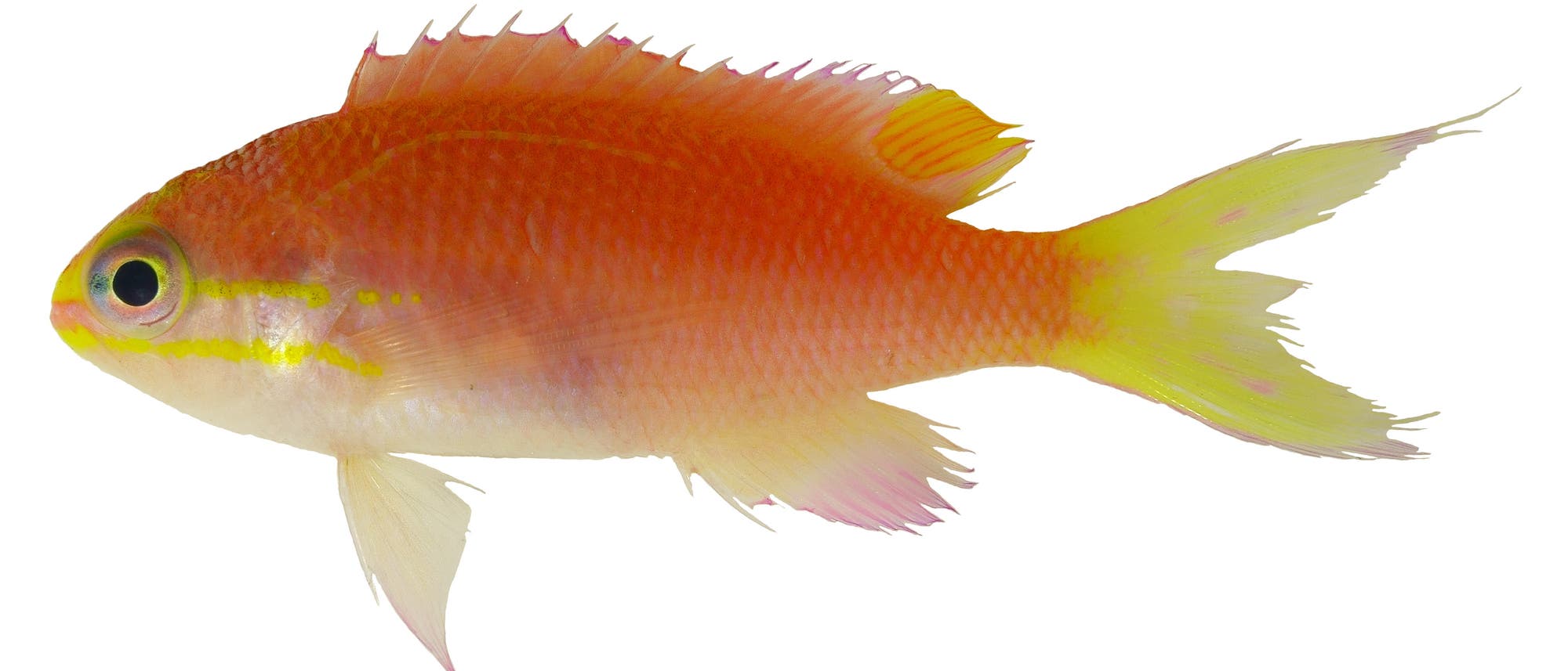 Tosanoides obama - ein Fisch aus Hawaii