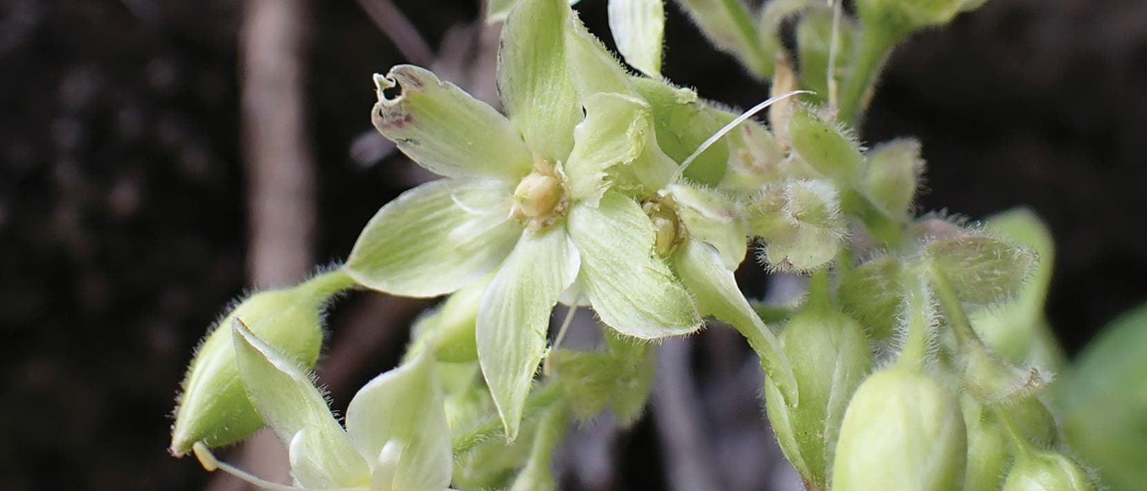 Relativ unscheinbare weißlich grüne Blüten der Pflanzenart Schiedea waiahuluensis. Sie besitzen fünf Blütenblätter und relativ lange Staubfäden. Der Hintergrund ist überwiegend schwarz, unscharf sind einige braune Zweige erkennbar