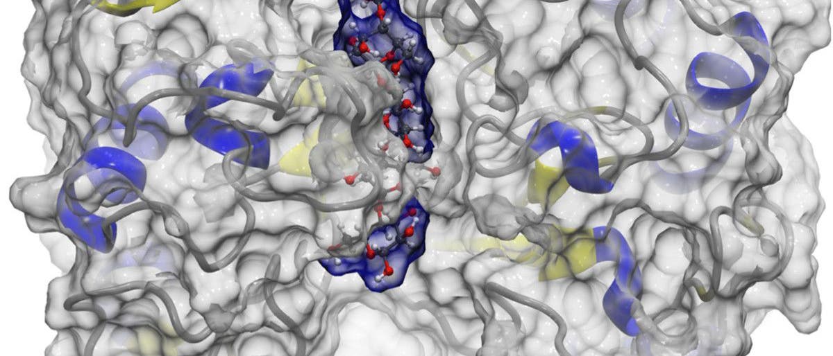 Molekülmodell Kohlenhydratkette (blau) in Bindungstasche eines Enzyms aus der Familie der Glukosidasen