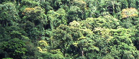 Regenwald in Chiapas
