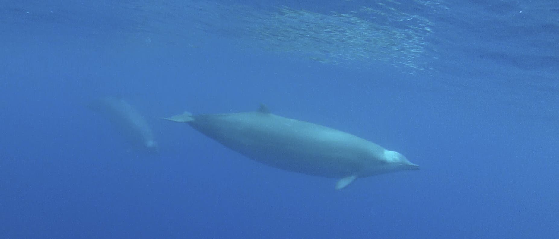 Erste Unterwasser-Aufnahme eines True-Wals