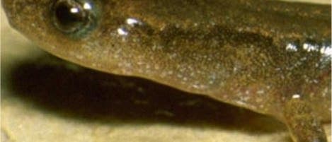 Erwachsener Flachstirn-Gelbsalamander
