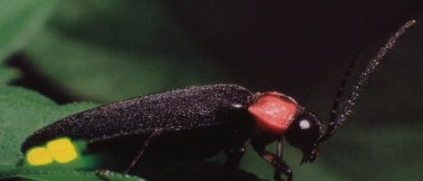 Ein <i>Luciola cruciata</i>-Männchen macht auf sich aufmerksam