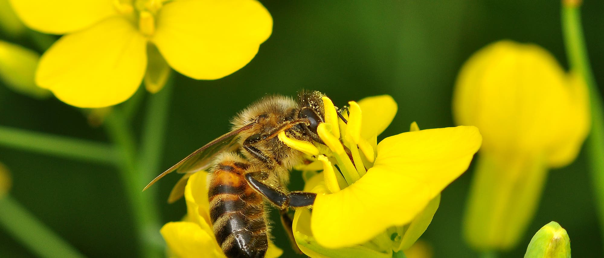 Honigbiene im Rapsfeld