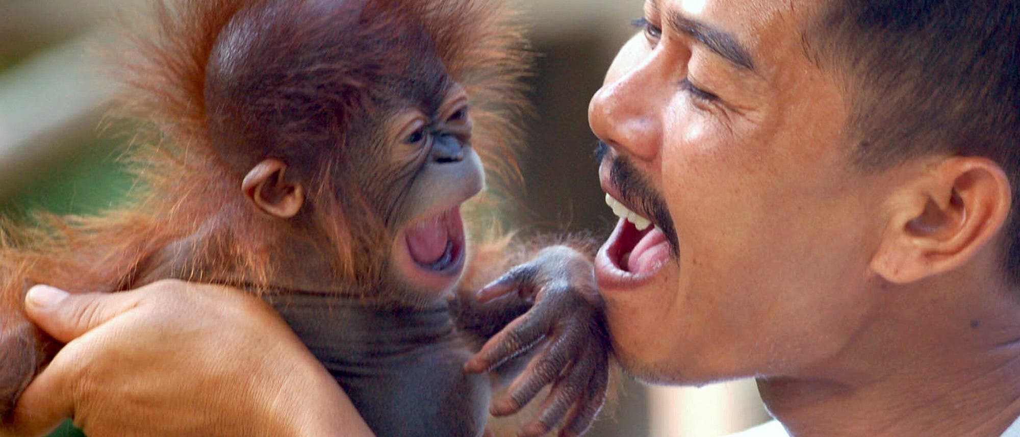 Ein Mann h&auml;lt einen jungen Orang-Utan in den Armen. Beide haben den Mund weit ge&ouml;ffnet, als ob sie lachen oder rufen. Der Hintergrund ist unscharf, was den Fokus auf die Interaktion zwischen dem Mann und dem Tier legt.