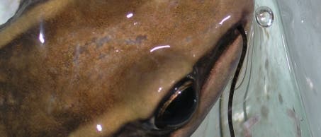 Ein Frosch - Unerschrockene schauen aufs rechte Nasenloch