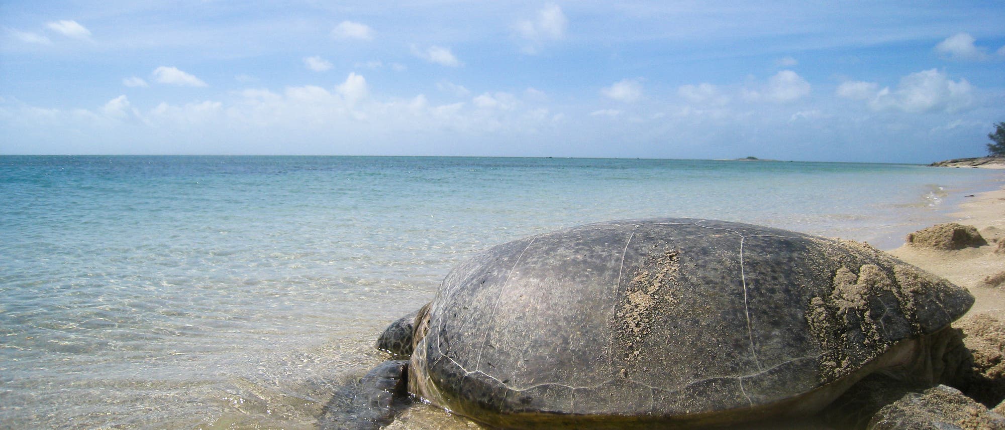 Eine Suppenschildkröte auf dem Weg ins Wasser