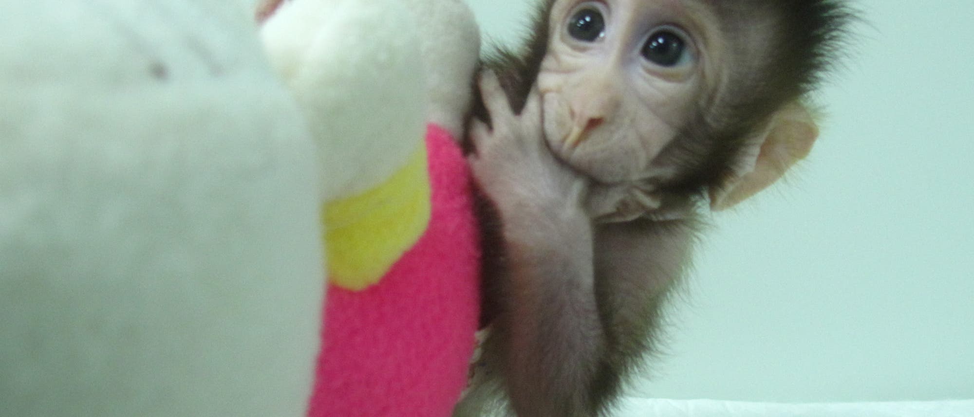 Zhong Zhong, einer der durch somatischen Kerntransfer erzeugten Affen.