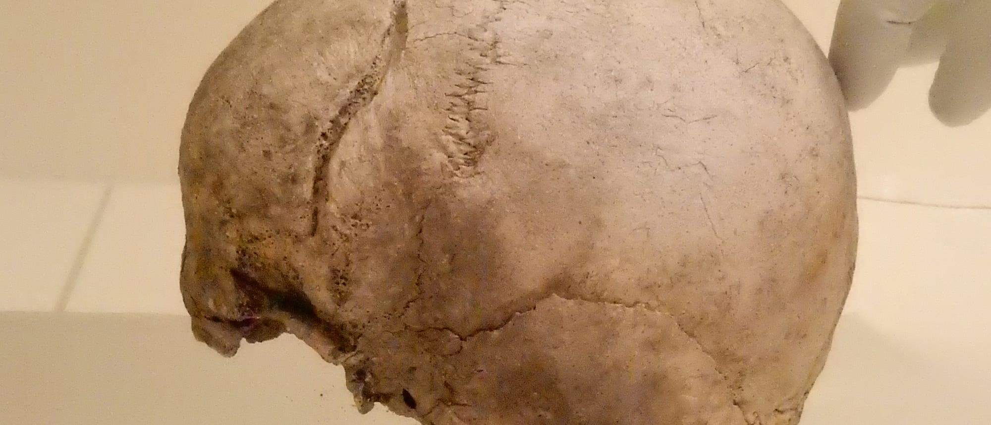 Schädel aus dem schwedischen Ölsund von zirka 2300 vor Christus, der im MPI für Menschheitsgeschichte in Jena lagert