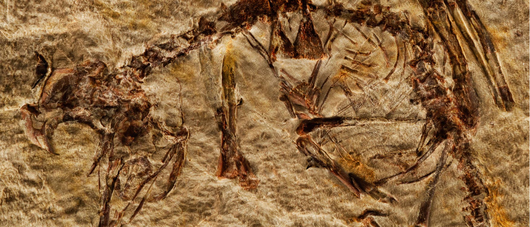 Fossil des Enantiornithes-Kükens