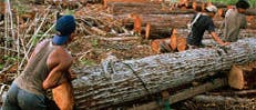 Illegale Abholzung auf Sumatra
