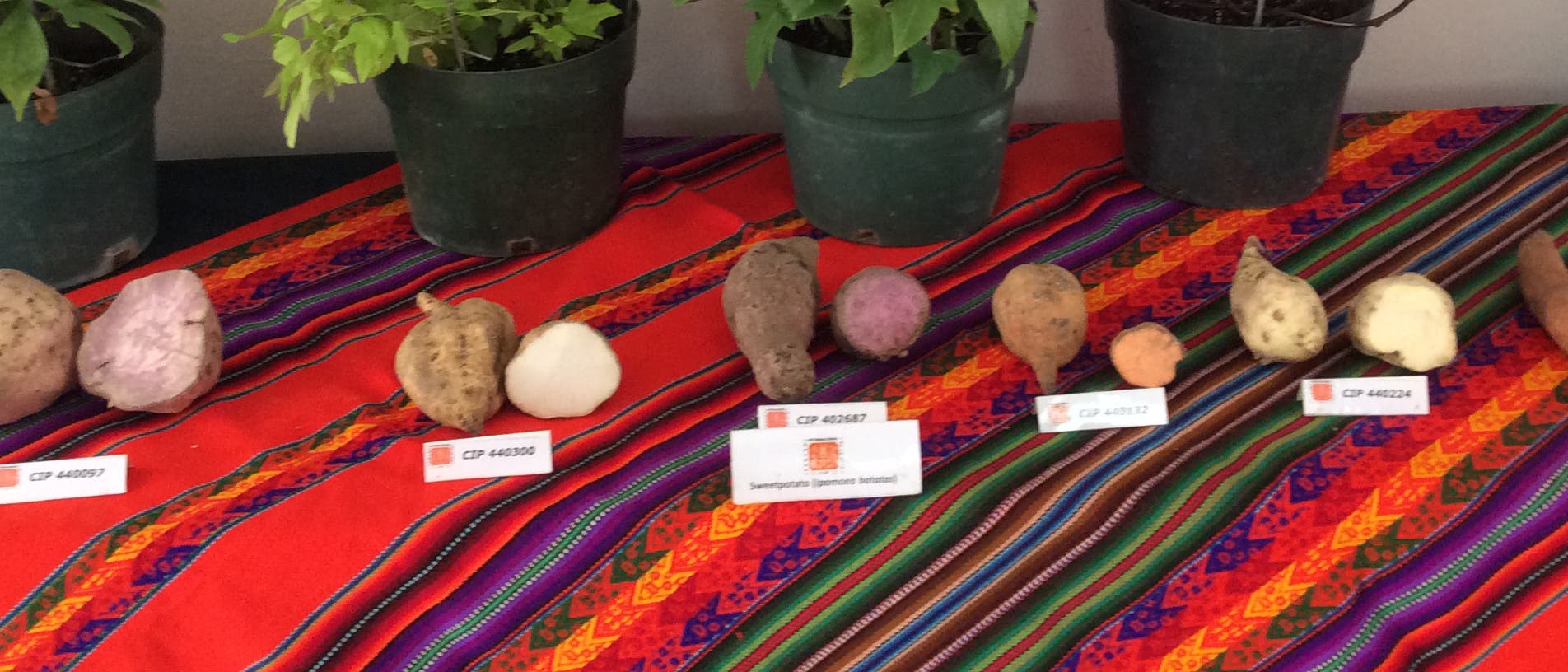 Verschiedene Süßkartoffelarten