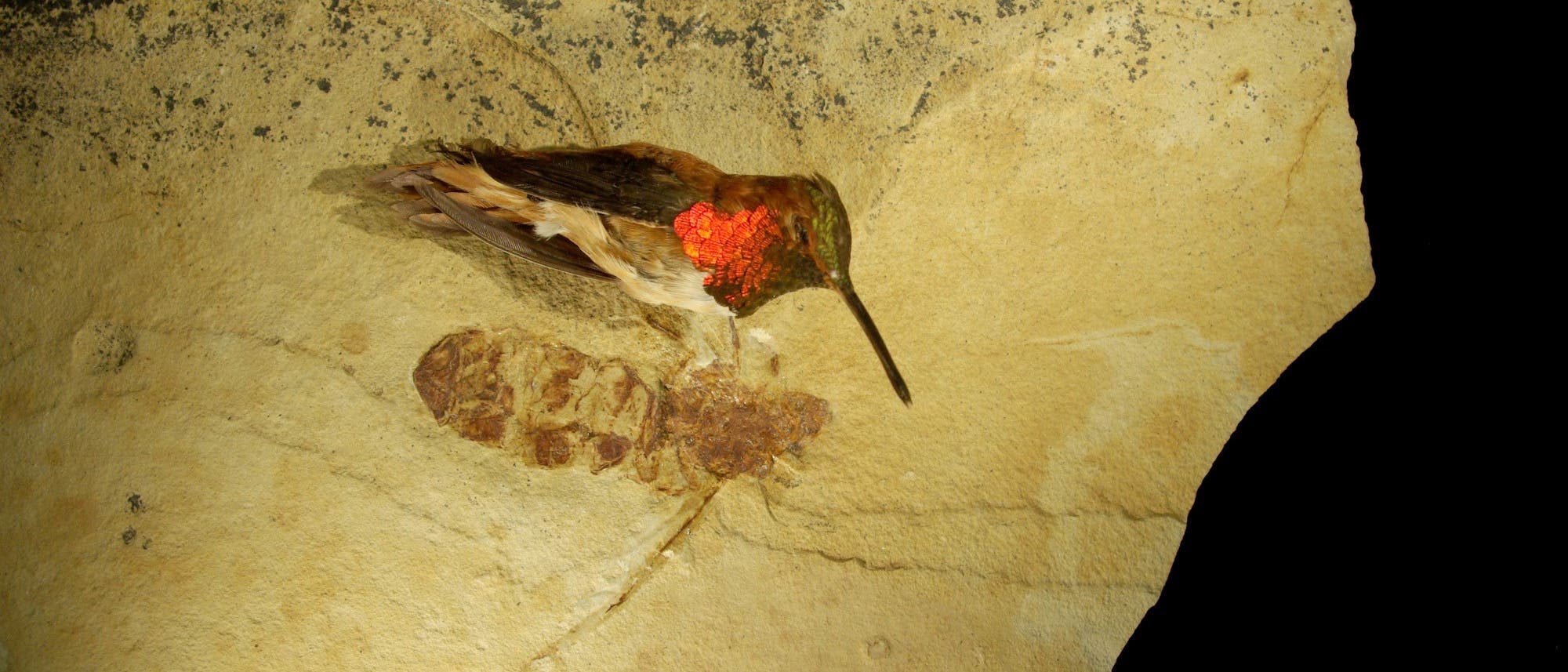 Präparat eines Kolibris wurde zum Größenvergleich neben das Fossil der Riesenameise gelegt.