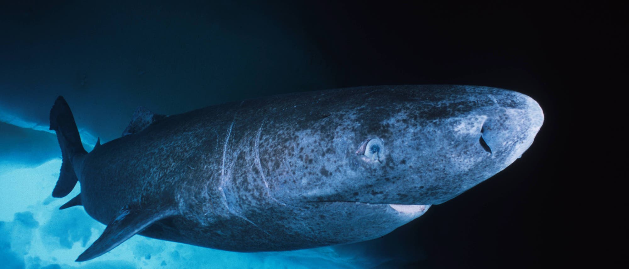Ein Grönlandhai schwimmt in den dunklen, eisigen Gewässern des Nordatlantiks. Er ist von bläulichem Licht umgeben, das von der Eisdecke reflektiert wird.
