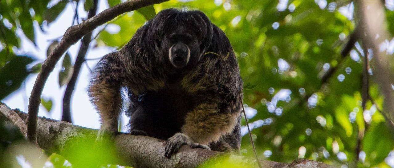 Kahlgesichtiger Saki im Amazonas-Regenwald