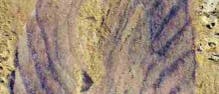 Stromatoveris psygmoglena