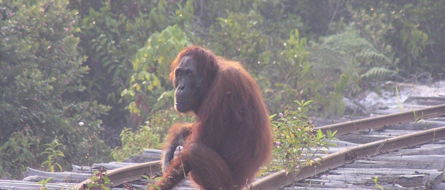 Orang-Utan auf Holzfällergleisen