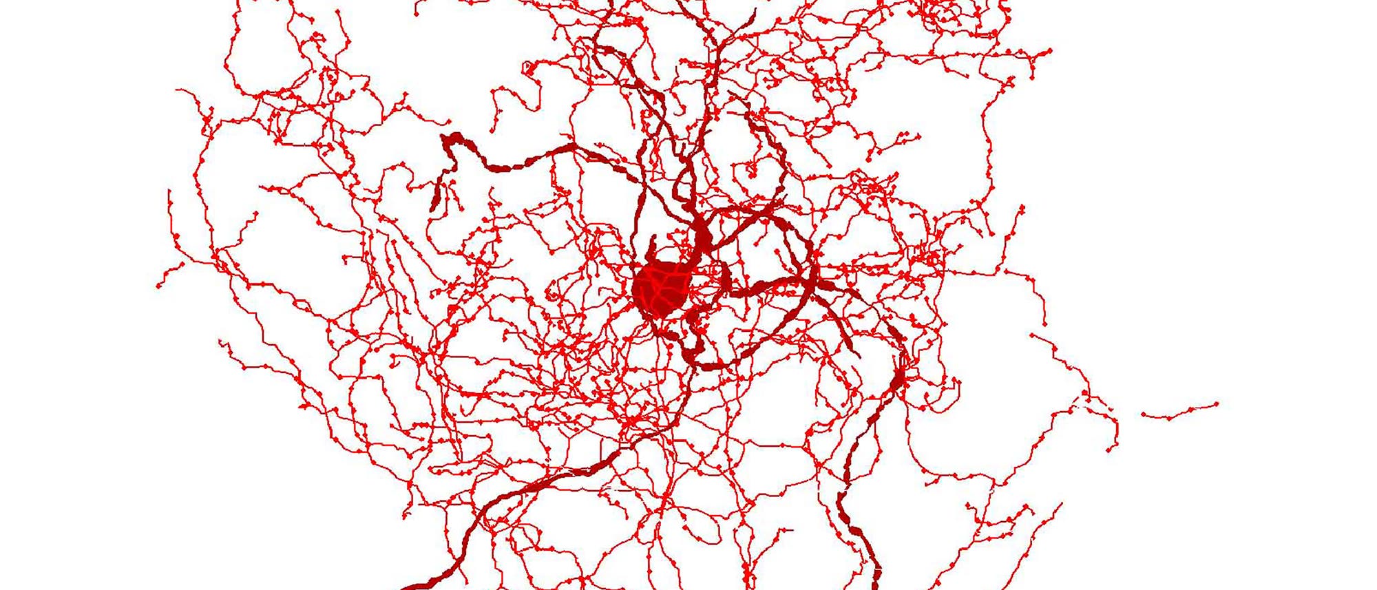 Digitale Rekonstruktion des »rosehip«-Neurons: ein kompakter Busch aus Dendriten und Axonen