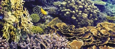 Gesundes Korallenriff