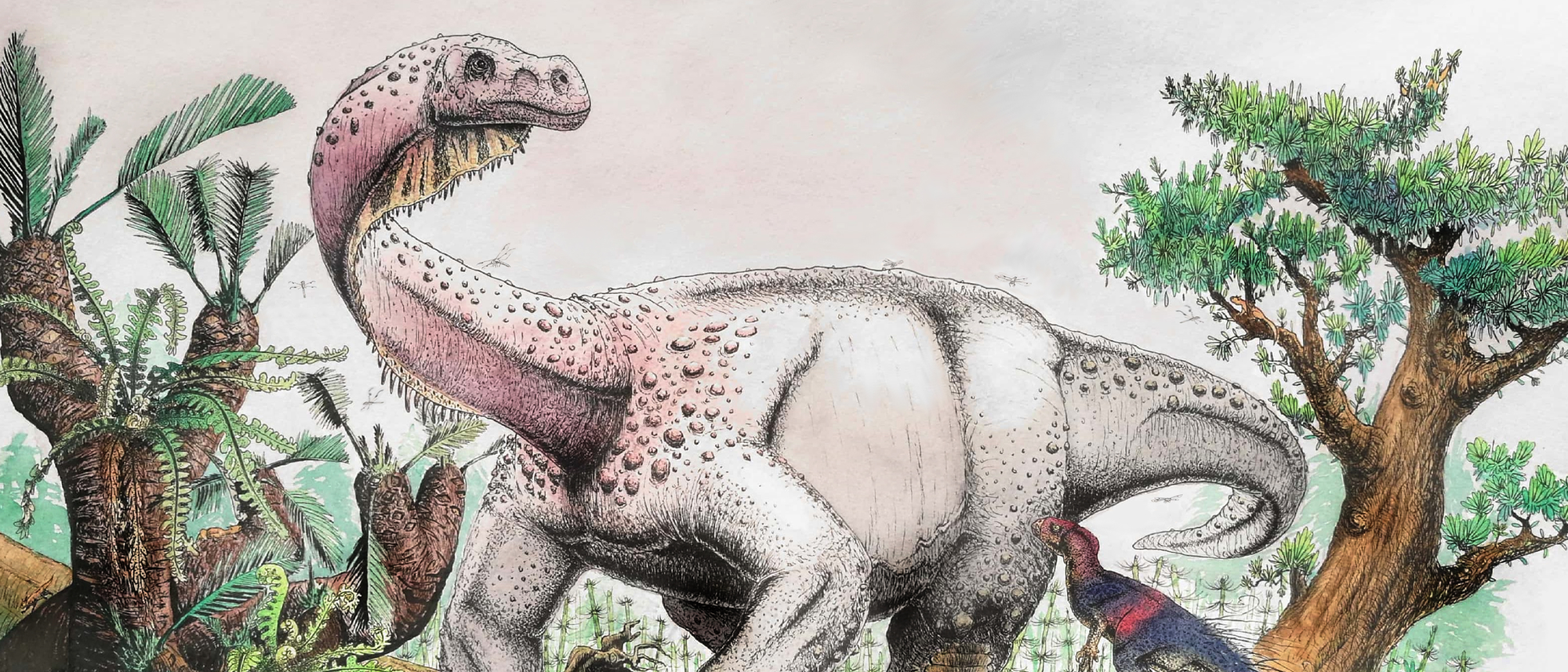 Zwölftonner auf dicken, krummen Beinen: So könnte der Brontosaurus-Verwandte »Ledumahadi mafube« ausgesehen haben