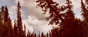 <i>Picea glauca</i> in Alaska