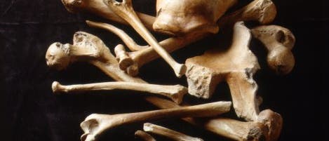Knochen des Neandertalers