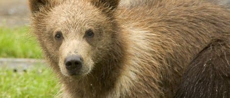 Unsichere Zukunft: Bären in Mitteleuropa