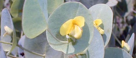 <i>Baptisia perfoliata</i>