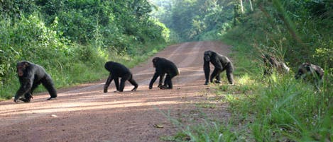 Schimpansen bei der Straßenüberquerung